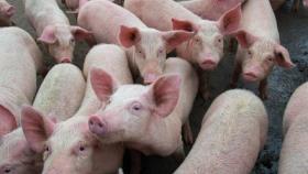Численность свиней в Германии стала самой низкой с 1990 года